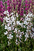 GAURA WHIRLING BUTTERFLIES (OENOTHERA)