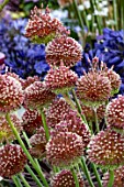 ALLIUM RED MOHICAN