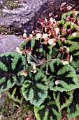 BEGONIA MASONIANA