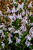 SALVIA TREBAH LILAC WHITE