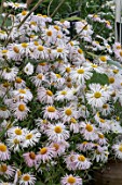 ERIGERON SCHNEEWITCHEN