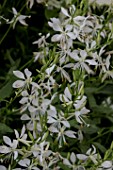 OENOTHERA LINDHEIMERI PAPILLON