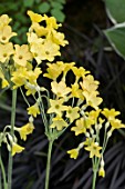 PRIMULA SIKKIMENSIS
