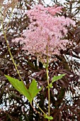 FILIPENDULA RUBRA VENUSTA