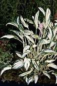 HOSTA FIREWORKS