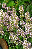 THYMUS TABOR