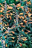 AGASTACHE TANGO