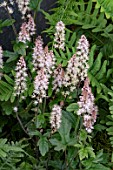 TIARELLA PINK SKYROCKET