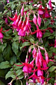 FUCHSIA JACK SHEHAN