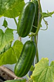 CUCUMBER HOPELINE F1