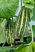 CUCUMBER PROLIFIC F1