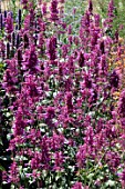 AGASTACHE CANA HEATHER QUEEN