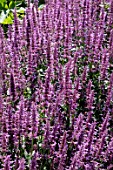 AGASTACHE PALLIDIFLORA ROSE MINT