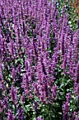 AGASTACHE PALLIDIFLORA ROSE MINT