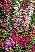 PENSTEMON PINIFOLIUS ESPIRIT