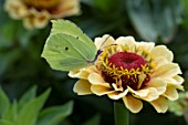 COMMON BRIMSTONE BUTTERFLY