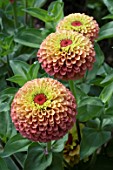 ZINNIA QUEENY LIME ORANGE