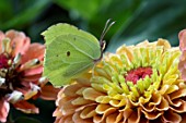 COMMON BRIMSTONE BUTTERFLY