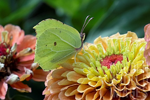COMMON_BRIMSTONE_BUTTERFLY