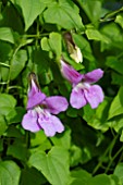 ASARINA SCANDENS MYSTIC ROSE