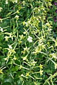 NICOTIANA LATA LIME GREEN