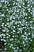 GYPSOPHILA ELEGANS MONARCH WHITE