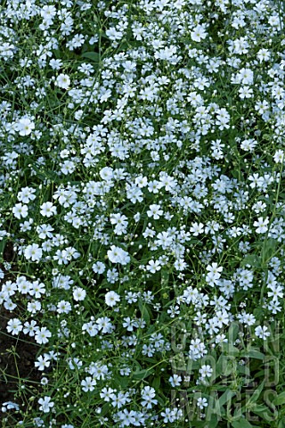 GYPSOPHILA_ELEGANS_MONARCH_WHITE