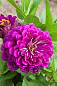 ZINNIA ELEGANS PURPLE PRINCE