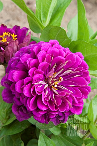 ZINNIA_ELEGANS_PURPLE_PRINCE