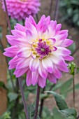 DAHLIA KARMA PROPERO