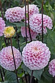 DAHLIA WIZARD OF OZ