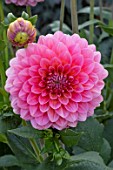 DAHLIA PINK RUNNER