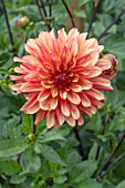 DAHLIA CRAZY LEGS