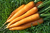 CARROT MAESTRO F1