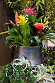 BROMELIAD HOUSEPLANTS MIXED