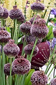 ALLIUM FORLOCK