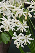 NERINE BOWDENII ALBA