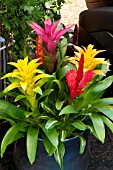 BROMELIAD HOUSEPLANTS MIXED