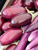 AUBERGINE BABY BELLE