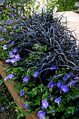 GERANIUM ROSANNE & OPHIOPOGON PLANISCAPUS NIGRESCENS