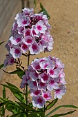 PHLOX PANICULATA BRIGHT EYES