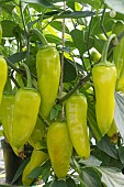 PEPPER HUNGARIAN HOT WAX