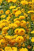 COREOPSIS GRANDIFLORA EARLY SUNRISE