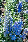 DELPHINIUM X CULTORUM SKY BLUE/WHITE BEE