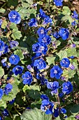 PHACELIA CAMPANULARIA