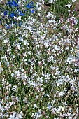 GAURA LINDHEIMERI  EMMELINE WHITE