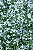 GYPSOPHILA ELEGANS MONARCH WHITE