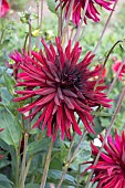 DAHLIA NUIT DETE