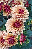 DAHLIA CREME DE COGNAC