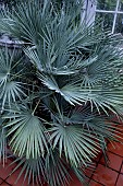 CHAMAEROPS HUMILIS